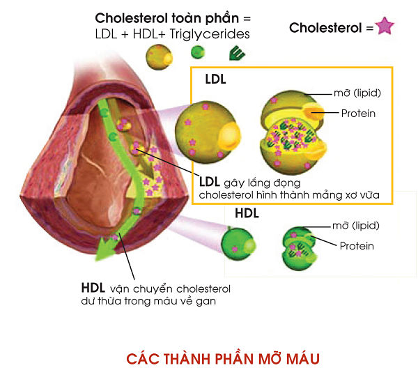 mo-trong-mau-cholesterol